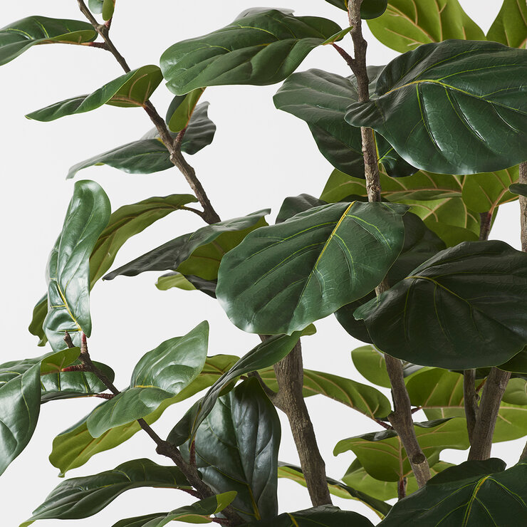 CG Hunter, Árbol de Higo de Aspecto Natural — Imagen 3 de 4