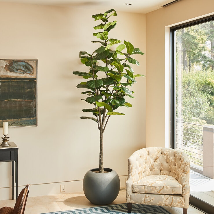 CG Hunter, Árbol de Higo de Aspecto Natural — Imagen 4 de 4
