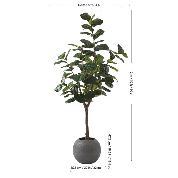CG Hunter, Árbol de Higo de Aspecto Natural — Imagen 2 de 4