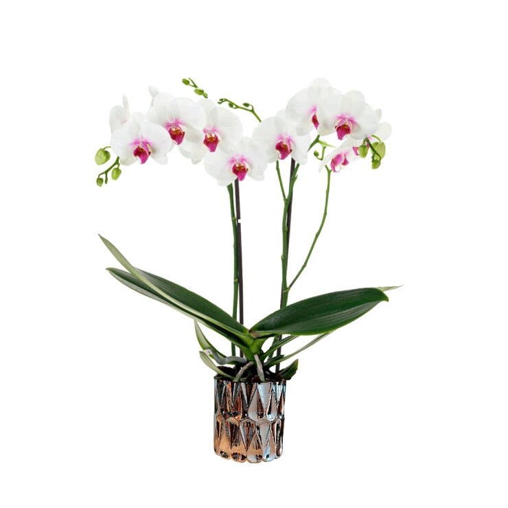 PREVENTA Chiltepec Orquidea Sorpresa Día de las Madres con Maceta  — Imagen 2 de 2