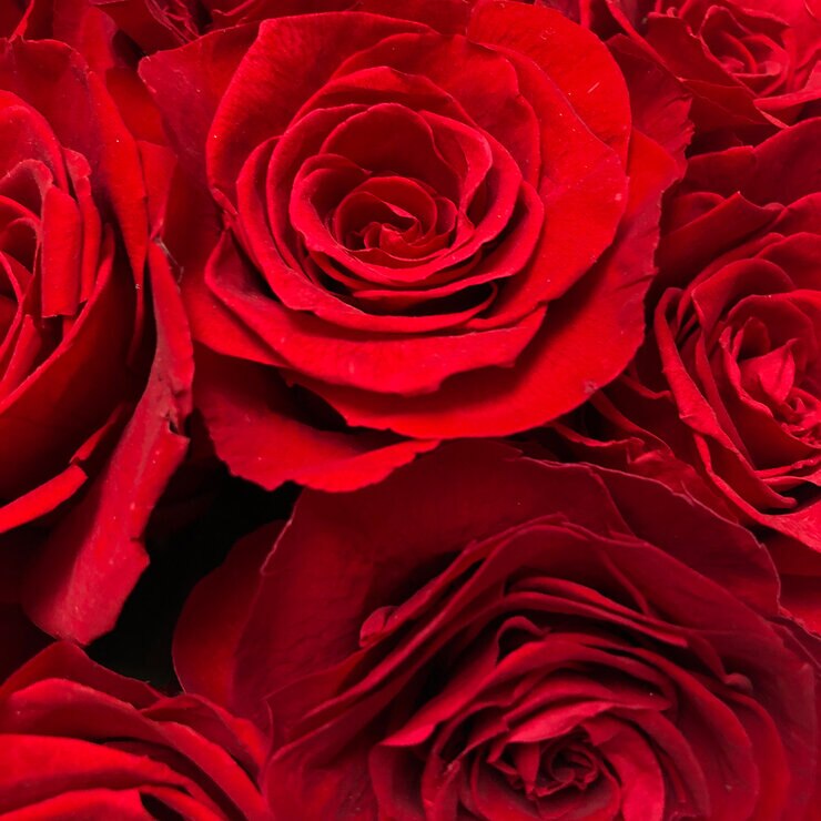 Mina'an Flor Eterna, Bouquet Con Flores Y Follajes Preservados Modelo Rosas Rojas — Imagen 4 de 4