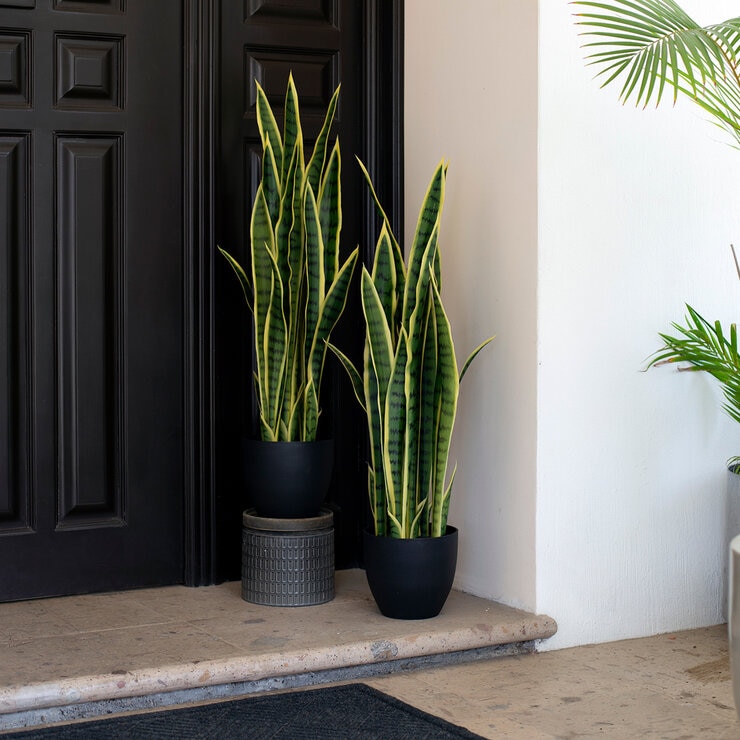 Apariencia Natural, Sansevieria Artificial en Maceta — Imagen 3 de 4