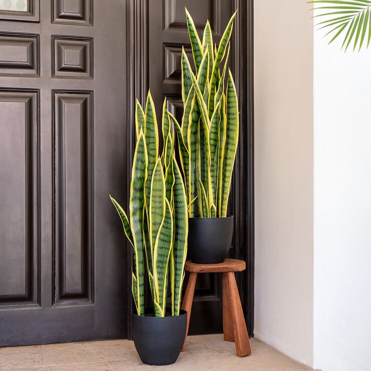 Apariencia Natural, Sansevieria Artificial en Maceta — Imagen 1 de 4