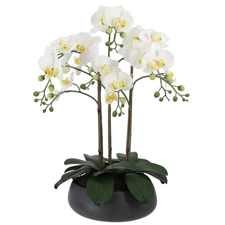 CG Hunter, Arreglo de Orquídeas de Aspecto Natural — Imagen 3 de 4