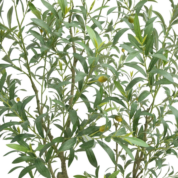 CG Hunter, Olivo de Aspecto Natural — Imagen 2 de 4