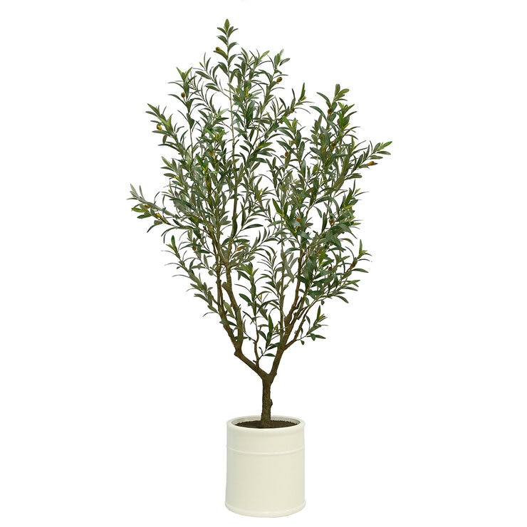 CG Hunter, Olivo de Aspecto Natural — Imagen 4 de 4