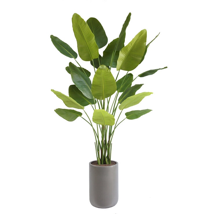 CG Hunter, Árbol de Ave de Paraíso de Aspecto Natural — Imagen 3 de 4
