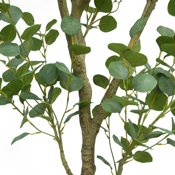 CG Hunter, Eucalipto de Aspecto Natural — Imagen 4 de 4
