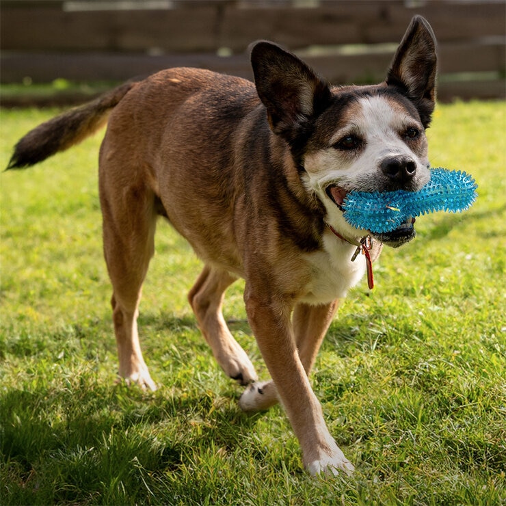 Gnawsome Juguete para Perro 4 pzas — Imagen 2 de 4