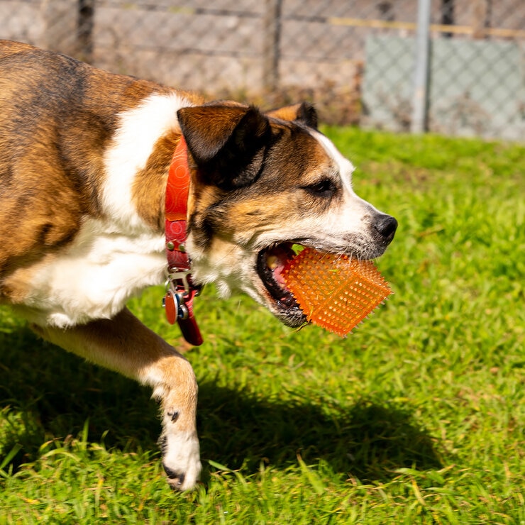 Gnawsome Juguete para Perro 4 pzas — Imagen 3 de 4