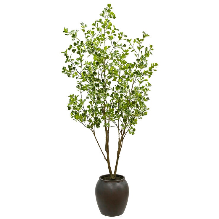 CG Hunter, Árbol Ficus de Aspecto Natural — Imagen 2 de 4