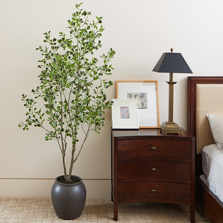 CG Hunter, Árbol Ficus de Aspecto Natural — Imagen 3 de 4