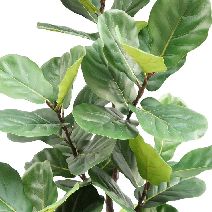 CG Hunter, Higuera de Aspecto Natural  — Imagen 3 de 4