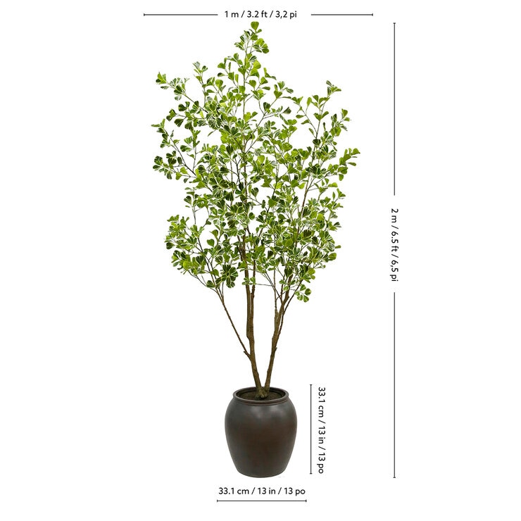 CG Hunter, Árbol Ficus de Aspecto Natural — Imagen 4 de 4