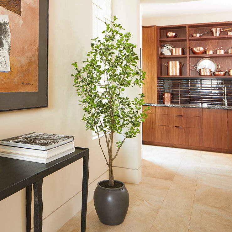 CG Hunter, Árbol Ficus de Aspecto Natural — Imagen 1 de 4
