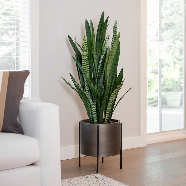 CG Hunter, Sansevieria de Aspecto Natural — Imagen 1 de 4