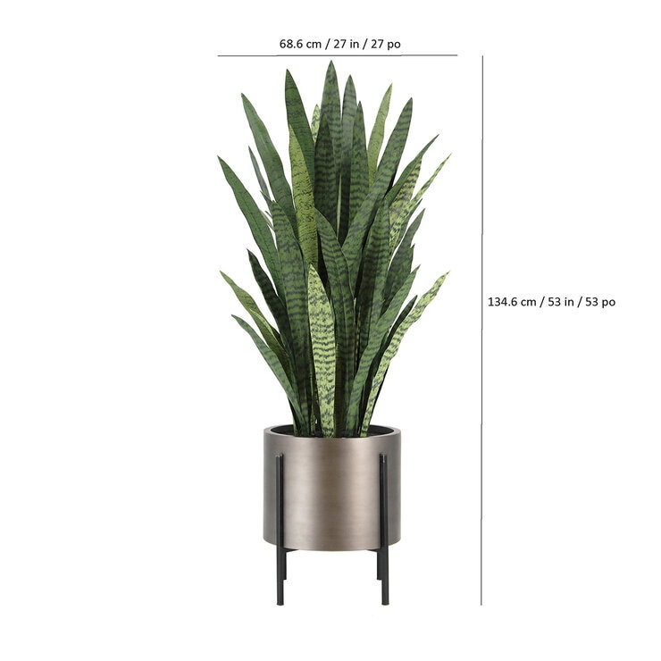 CG Hunter, Sansevieria de Aspecto Natural — Imagen 3 de 4