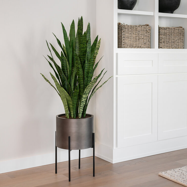 CG Hunter, Sansevieria de Aspecto Natural — Imagen 4 de 4