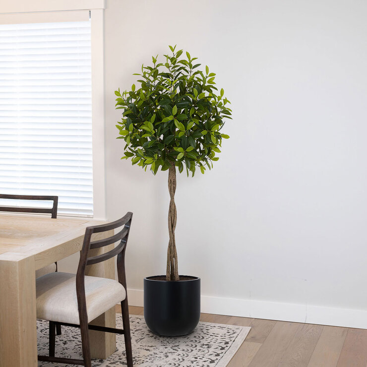 CG Hunter, Árbol de Laurel de Aspecto Natural — Imagen 1 de 4