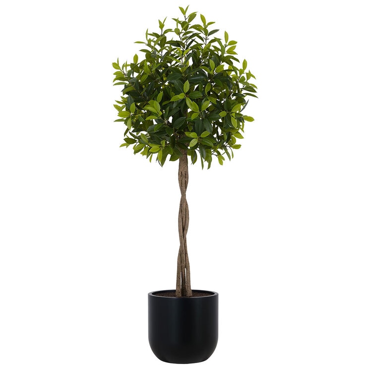 CG Hunter, Árbol de Laurel de Aspecto Natural — Imagen 3 de 4