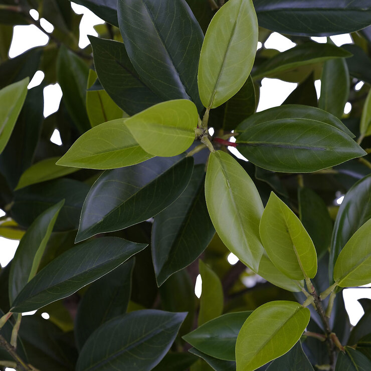 CG Hunter, Árbol de Laurel de Aspecto Natural — Imagen 4 de 4