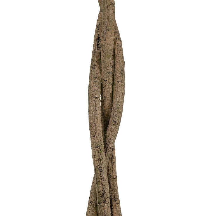 CG Hunter, Árbol de Laurel de Aspecto Natural — Imagen 2 de 4