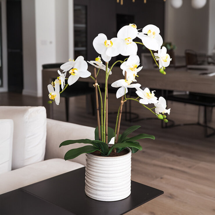 CG Hunter, Arreglo de OrquÍdeas de Aspecto Natural — Imagen 2 de 2