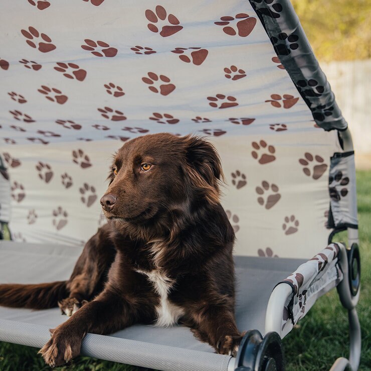 Disc-O-Bed Cama Plegable para Mascota — Imagen 3 de 4