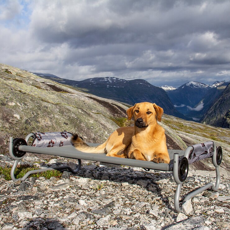 Disc-O-Bed Cama Plegable para Mascota — Imagen 1 de 4
