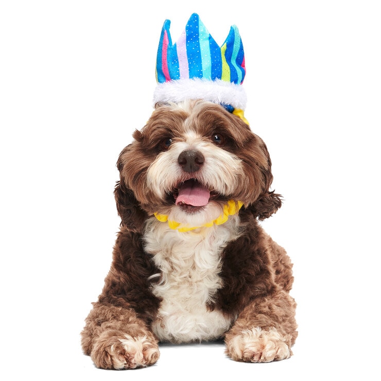 Bark Kit de Fiesta para Mascotas 4 pzs — Imagen 2 de 4