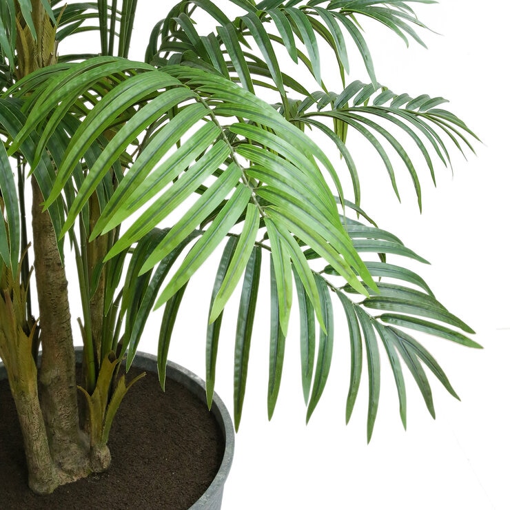 CG Hunter, Palmera de Aspecto Natural — Imagen 2 de 4