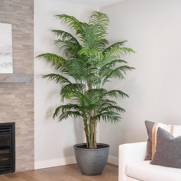 CG Hunter, Palmera de Aspecto Natural — Imagen 1 de 4