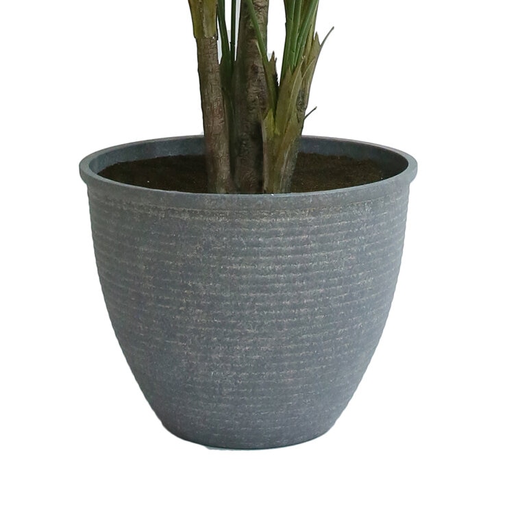 CG Hunter, Palmera de Aspecto Natural — Imagen 4 de 4