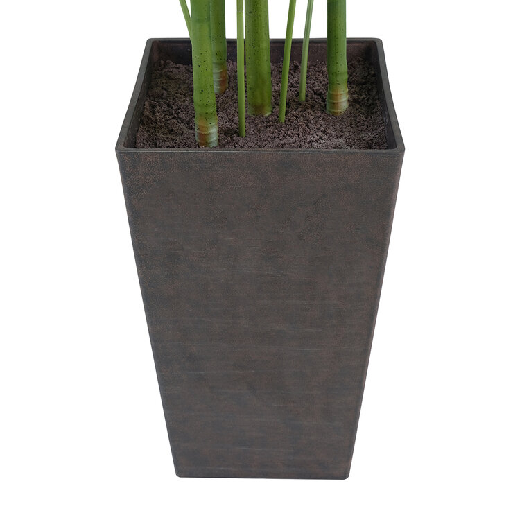 CG Hunter, Palmera Kentia de Aspecto Natural — Imagen 2 de 4