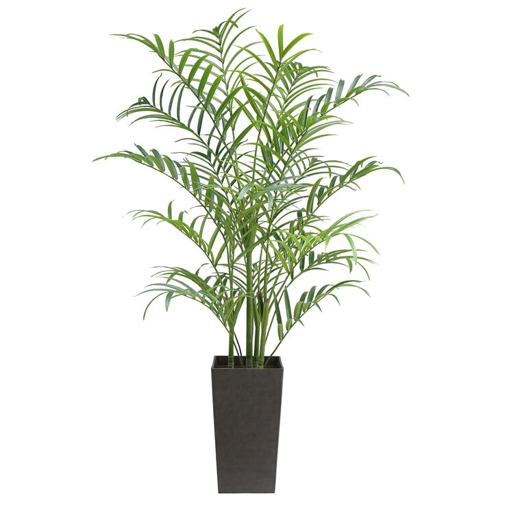 CG Hunter, Palmera Kentia de Aspecto Natural — Imagen 3 de 4