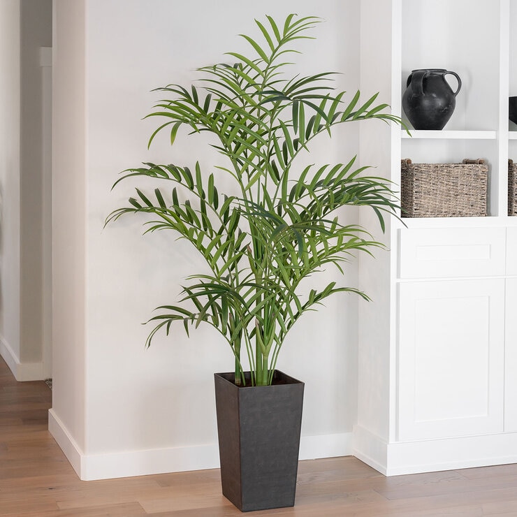 CG Hunter, Palmera Kentia de Aspecto Natural — Imagen 1 de 4