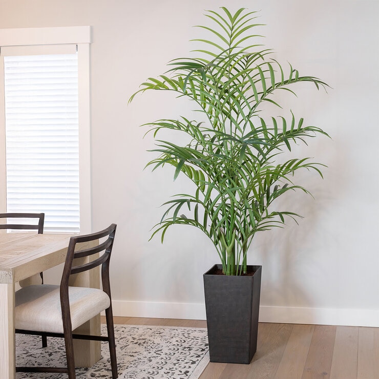 CG Hunter, Palmera Kentia de Aspecto Natural — Imagen 4 de 4