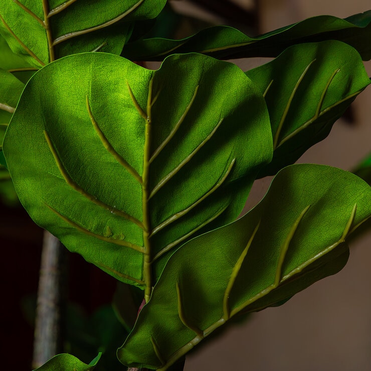 Apariencia Natural, Pandurata Artificial — Imagen 3 de 4