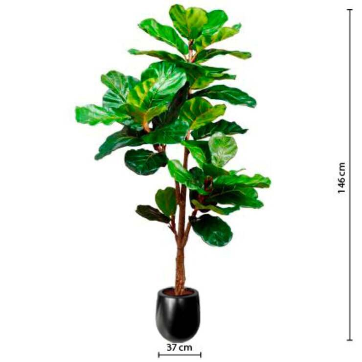 Apariencia Natural, Pandurata Artificial — Imagen 4 de 4