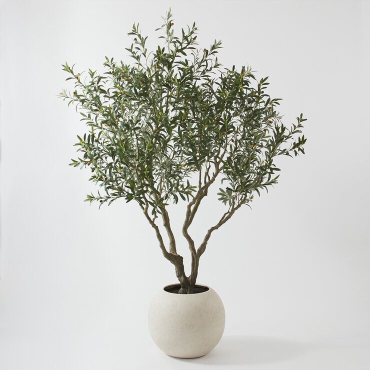 CG Hunter, Olivo de Aspecto Natural — Imagen 2 de 4