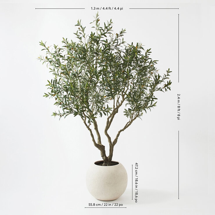 CG Hunter, Olivo de Aspecto Natural — Imagen 3 de 4