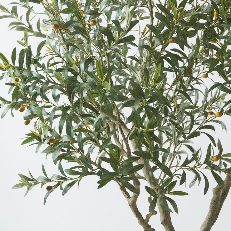 CG Hunter, Olivo de Aspecto Natural — Imagen 4 de 4