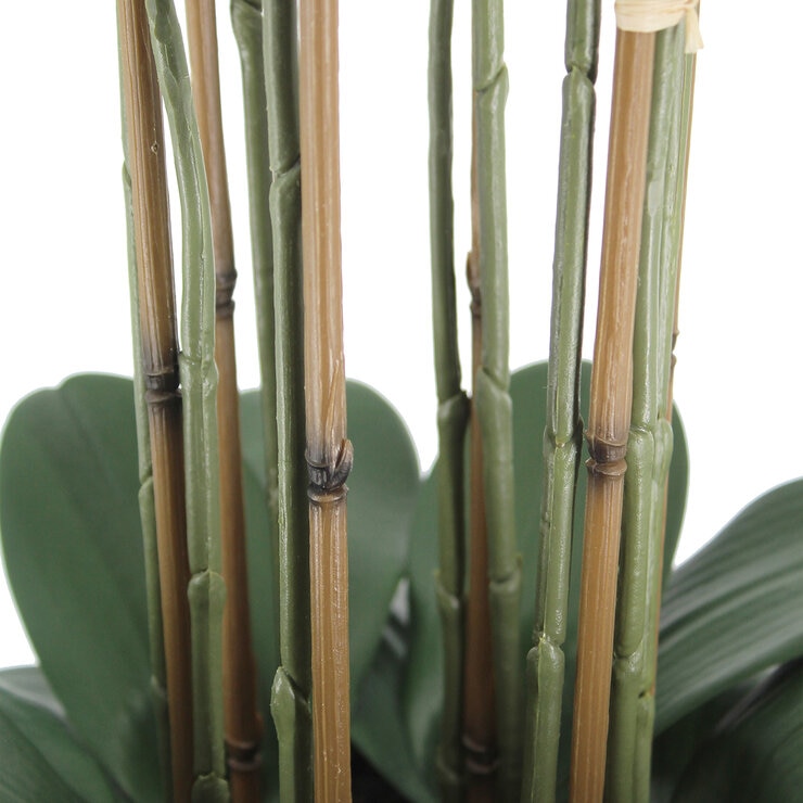 CG Hunter, Arreglo de Orquideas de Aspecto Natural — Imagen 4 de 4