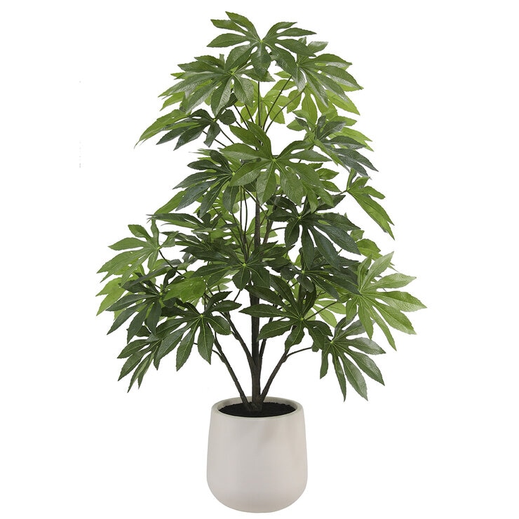 CGH, Árbol de Aralia de Aspecto Natural — Imagen 2 de 4