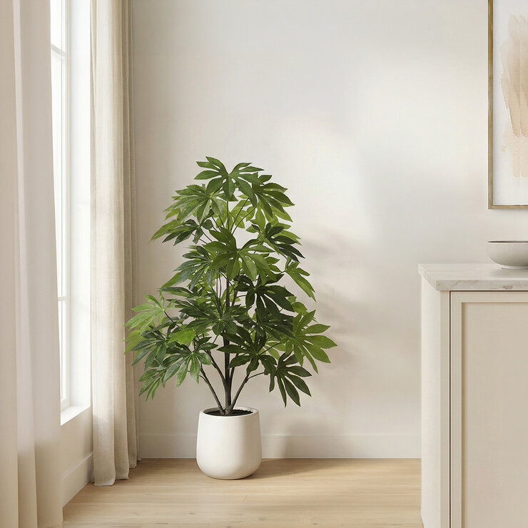 CGH, Árbol de Aralia de Aspecto Natural