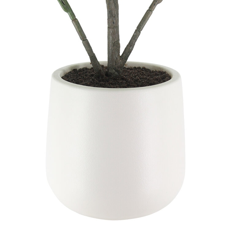 CGH, Árbol de Aralia de Aspecto Natural — Imagen 3 de 4