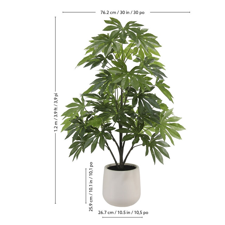 CGH, Árbol de Aralia de Aspecto Natural — Imagen 4 de 4