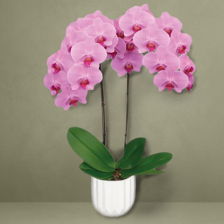 PREVENTA Chiltepec, Orquidea Sorpresa con Maceta para Día de las Madres — Imagen 1 de 4