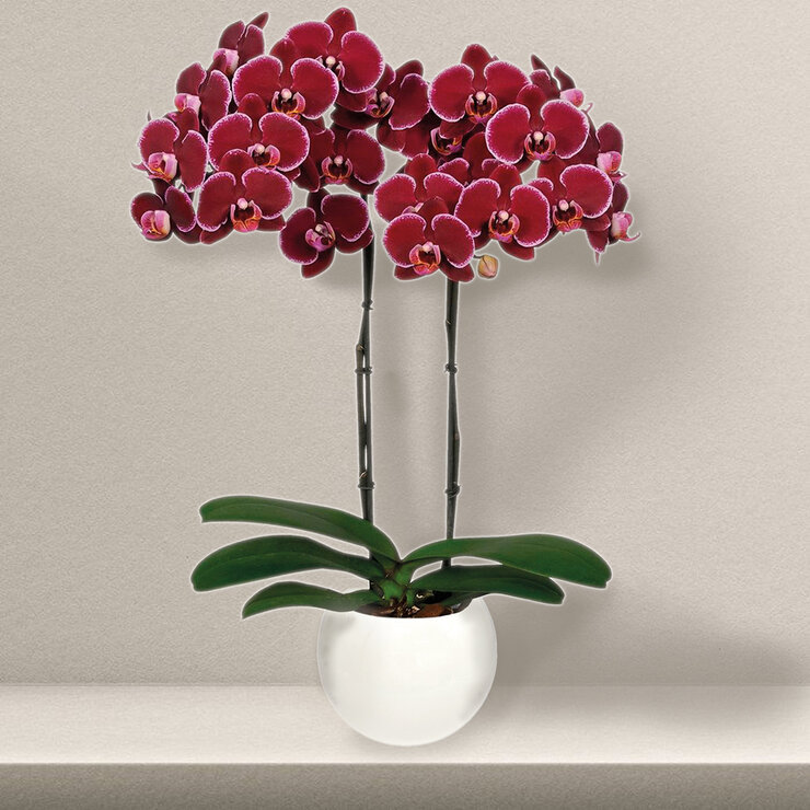 PREVENTA Chiltepec, Orquidea Sorpresa con Maceta para Día de las Madres — Imagen 3 de 4