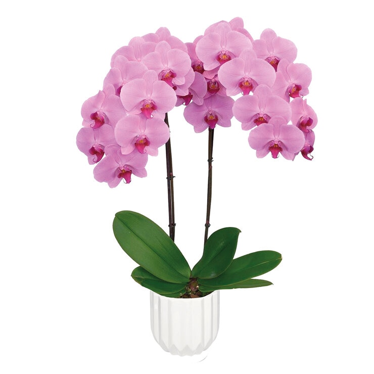 PREVENTA Chiltepec, Orquidea Sorpresa con Maceta para Día de las Madres — Imagen 4 de 4